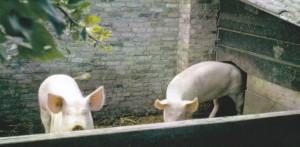 Vroeger hielden veel tuinders varkens